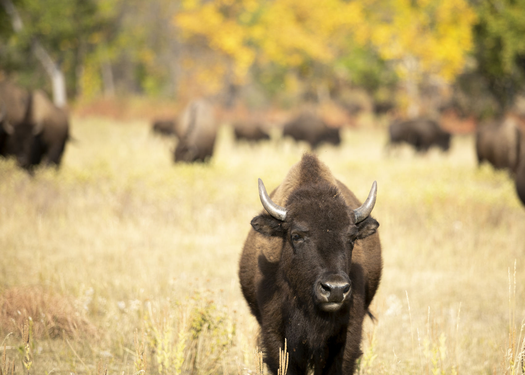 Buffalo Roundup Preview